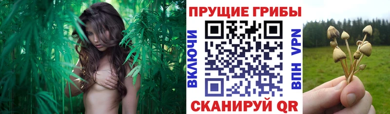 Псилоцибиновые грибы мухоморы  hydra ССЫЛКА  Балтийск 